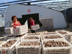 種植面積995萬平方米、從業(yè)人員10余萬人，惠民縣小菌菇撬動 ()