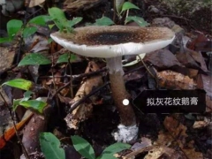 警惕！中山驚現(xiàn)大群劇毒鵝膏菌！千萬別采摘食用 ()