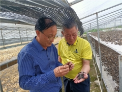 中國菌物學會理事長郭良棟赴貴州銅仁調(diào)研梵天菌業(yè)黑木耳生產(chǎn) ()