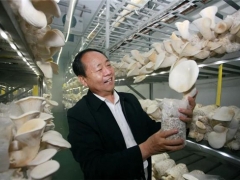 把“小蘑菇”做成鄉(xiāng)村振興大產(chǎn)業(yè)——記河南世紀香食用菌開發(fā)有限公司黨支部書記、董事長李彥增 ()