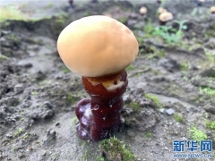 西藏波密：靈芝帶動群眾增收致富 ()