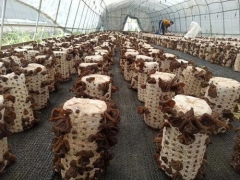 麗水援疆“云和師傅”技術(shù)助力，新和縣500多黑木耳種植農(nóng)戶開始采收 ()
