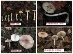 中疾控：11年來共報(bào)告10036起蘑菇中毒事件，云南、湖南報(bào)告最多 ()