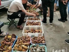 云南野生菌自由了！大降價(jià)！未見松茸身影 ()