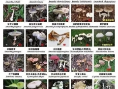 深圳：又到“菇毒”高發(fā)期，這些蘑菇千萬注意 ()