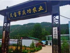 三門峽靈寶市函谷關(guān)鎮(zhèn)：聚力打造香菇產(chǎn)業(yè) 一村一品促進鄉(xiāng)村振興 ()