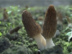是致富傘還是陷阱？理性看待羊肚菌栽培熱 ()