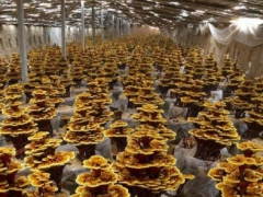 年產(chǎn)值達5億元！冠縣有靈芝種植面積突破萬畝 ()