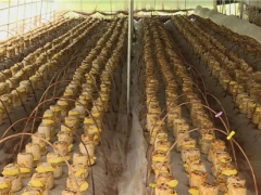 茅坪場鎮(zhèn)：食用菌新品種“桑黃”試種成功 開辟產業(yè)增收新門路 ()