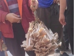 男子拎野生“傘把菇”遭圍觀，被1800元買走，目擊者：四五斤重 ()