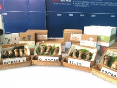 松茸出滇 國際國內市場互促共進 ()