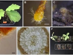 中科院昆明植物研究所在歐洲黑松露菌根際生理生態(tài)研究上取得新進(jìn)展 ()