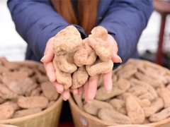 云南省昭通市彝良縣：天麻 富民強(qiáng)縣“金疙瘩” ()
