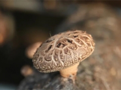 打好菌物種業(yè)翻身仗 建設(shè)食藥用菌強(qiáng)國 ()