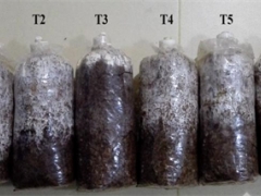 湖北省農(nóng)科院食用菌團(tuán)隊以桑枝和葛渣為基質(zhì)栽培獲得高產(chǎn)高活性猴頭菇 ()
