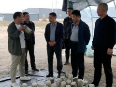 山西嵐縣縣委副書記、縣長喬云調(diào)研食用菌產(chǎn)業(yè)發(fā)展 ()