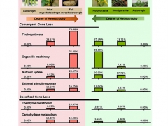 昆明植物所植物與其他生物互作團(tuán)隊(duì)揭示菌異養(yǎng)植物天麻和寄生植物基因丟失的趨同進(jìn)化 ()
