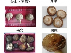 湖北省農(nóng)科院食用菌團(tuán)隊(duì)采用物理保鮮技術(shù)提高香菇物流貯運(yùn)品質(zhì) ()