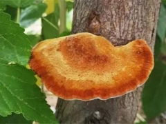 “2021第三屆中國(guó)桑黃產(chǎn)業(yè)發(fā)展大會(huì)暨中國(guó)（臨清）桑黃全產(chǎn)業(yè)鏈發(fā)展大會(huì)”報(bào)告及論文征稿通知 ()