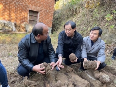 中科院微生物研究所、湖北省中醫(yī)院專家教授赴黃岡英山、羅田茯苓基地開展調(diào)研工作 ()