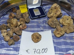 中國科學(xué)院昆明植物研究所發(fā)現(xiàn)白塊菌（白松露）新物種 ()