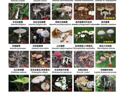 緊急擴(kuò)散！高達(dá)400多種，嚴(yán)重可致死！ ()