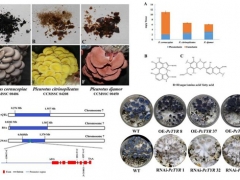 平菇也能穿花衣？科學(xué)家揭示菌蓋顏色調(diào)控機制 ()