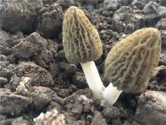 喜憂參半羊肚菌栽培！今年還值得入局嗎？ ()