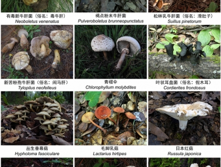 一年2000多人中毒，云南省衛(wèi)健委緊急預(yù)警！ ()
