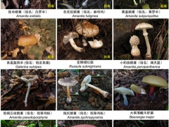 它上榜“毒菌”名單！云南人卻說：心頭愛 ()