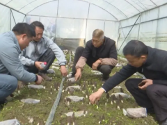 貴州安龍：種植食用菌促農增收 ()