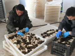 北京市順義區(qū)：“京牌”羊肚菌進入盛產期 超15萬斤羊肚菌上市 ()