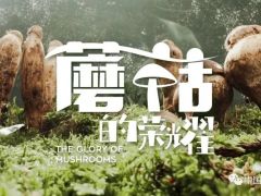 蘑菇，如此榮耀 ——紀錄片《蘑菇的榮耀》今日上線【學習強國】 ()