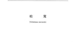 《松茸》國家標(biāo)準(zhǔn)獲批準(zhǔn)發(fā)布 ()