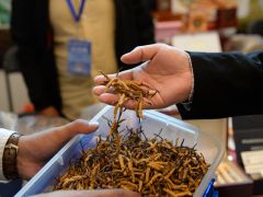 前三季度青海冬蟲夏草出口量同比增長76.3% ()