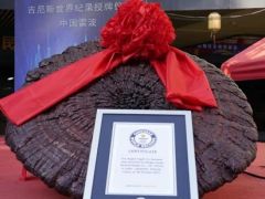 世界最大赤靈芝！象山企業(yè)種出的！ ()