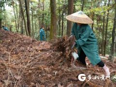 創(chuàng)新天麻缽栽種植法 提高經濟效益 ()