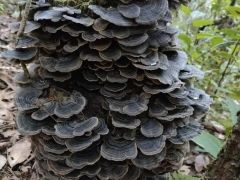 罕見！鎮(zhèn)沅發(fā)現特大野生云芝 ()