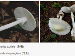 野生菌采食注意事項 ()