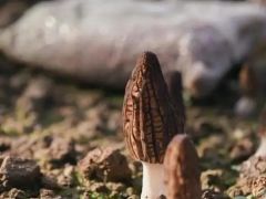 中國科學院昆明植物研究所趙琪講述：那些“上天入地”的菌種 ()