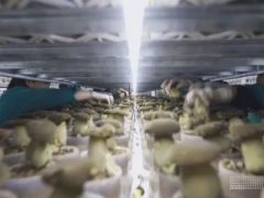 如何從野味到量產？一朵黑牛肝菌的“科技密碼” ()