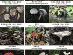 收錄1341個(gè)物種！云南在全國率先發(fā)布省級(jí)大型真菌圖志 ()