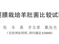 不同覆膜栽培羊肚菌比較試驗(yàn)初報
