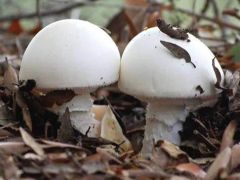 中國毒蘑菇新修訂名錄
